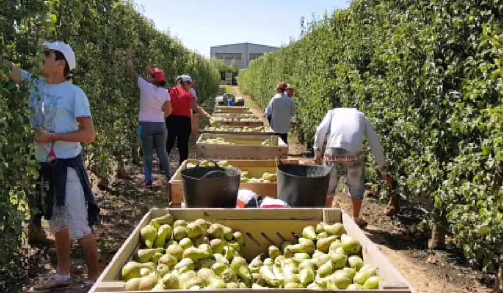 Empleo para cosechar frutas y verduras
