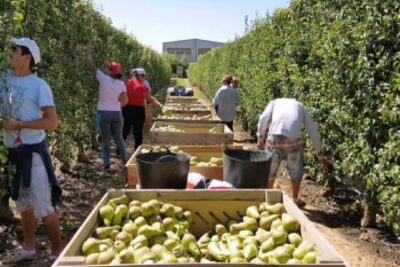 Empleo para cosechar frutas y verduras