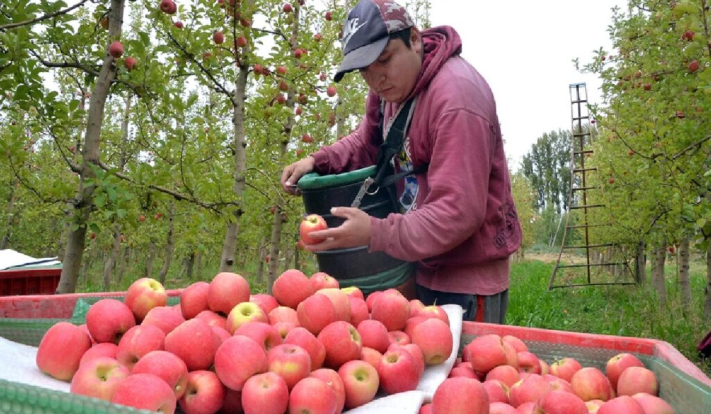Empleo para cosechar manzanas