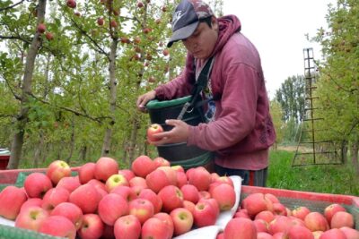 Empleo para cosechar manzanas