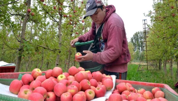 Empleo para cosechar manzanas