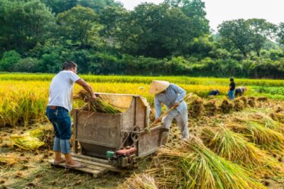 Se necesita personal para cosecha