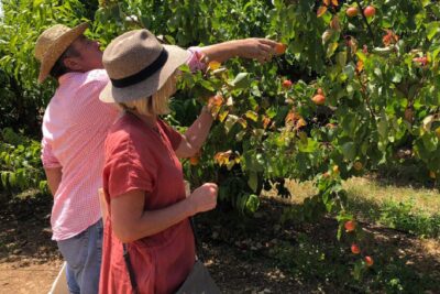 Se necesitan cosechadores sin experiencia