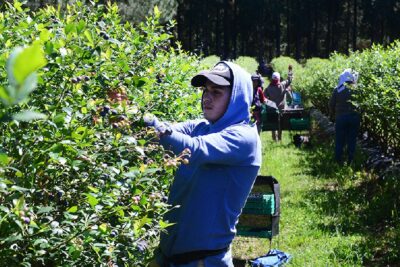 Trabajo para cosechar arándanos