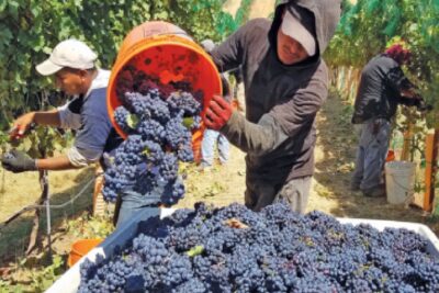 Trabajo para cosechar uvas