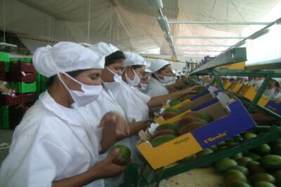 Trabajos para empacar frutas
